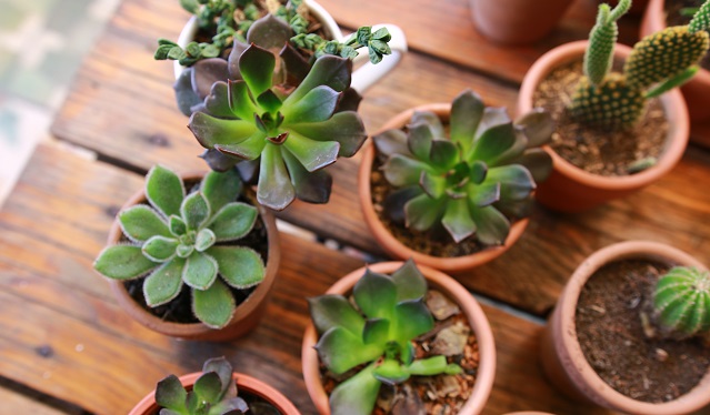 Tanaman Succulent
