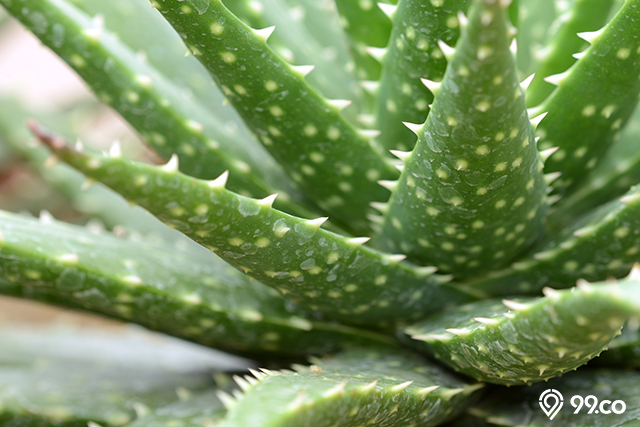 aloe vera